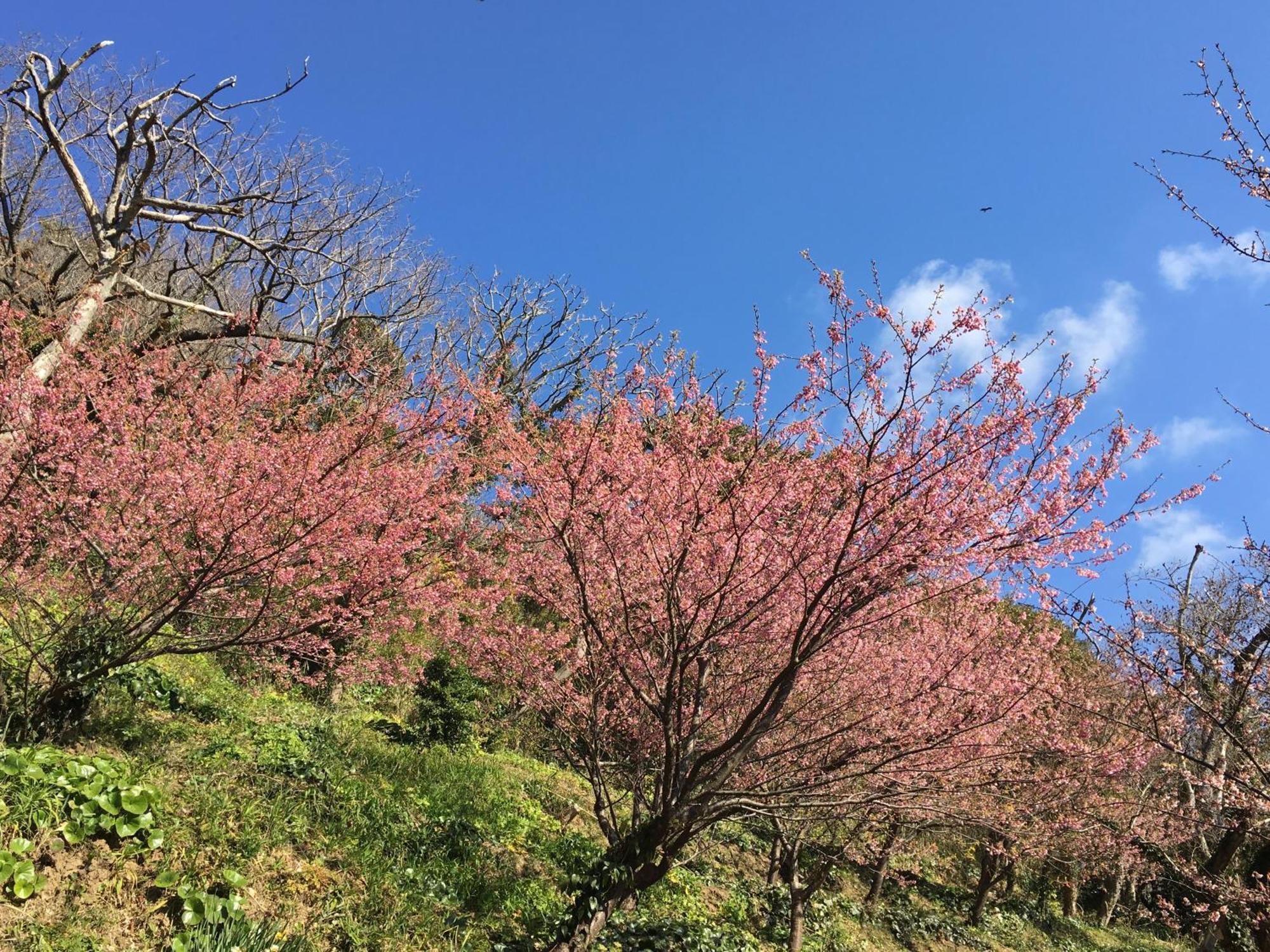 도가시마 온센 호텔 니시이즈 외부 사진